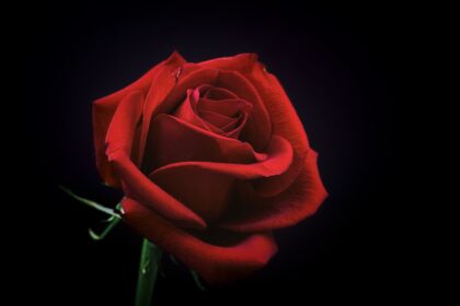 Rose Day-01